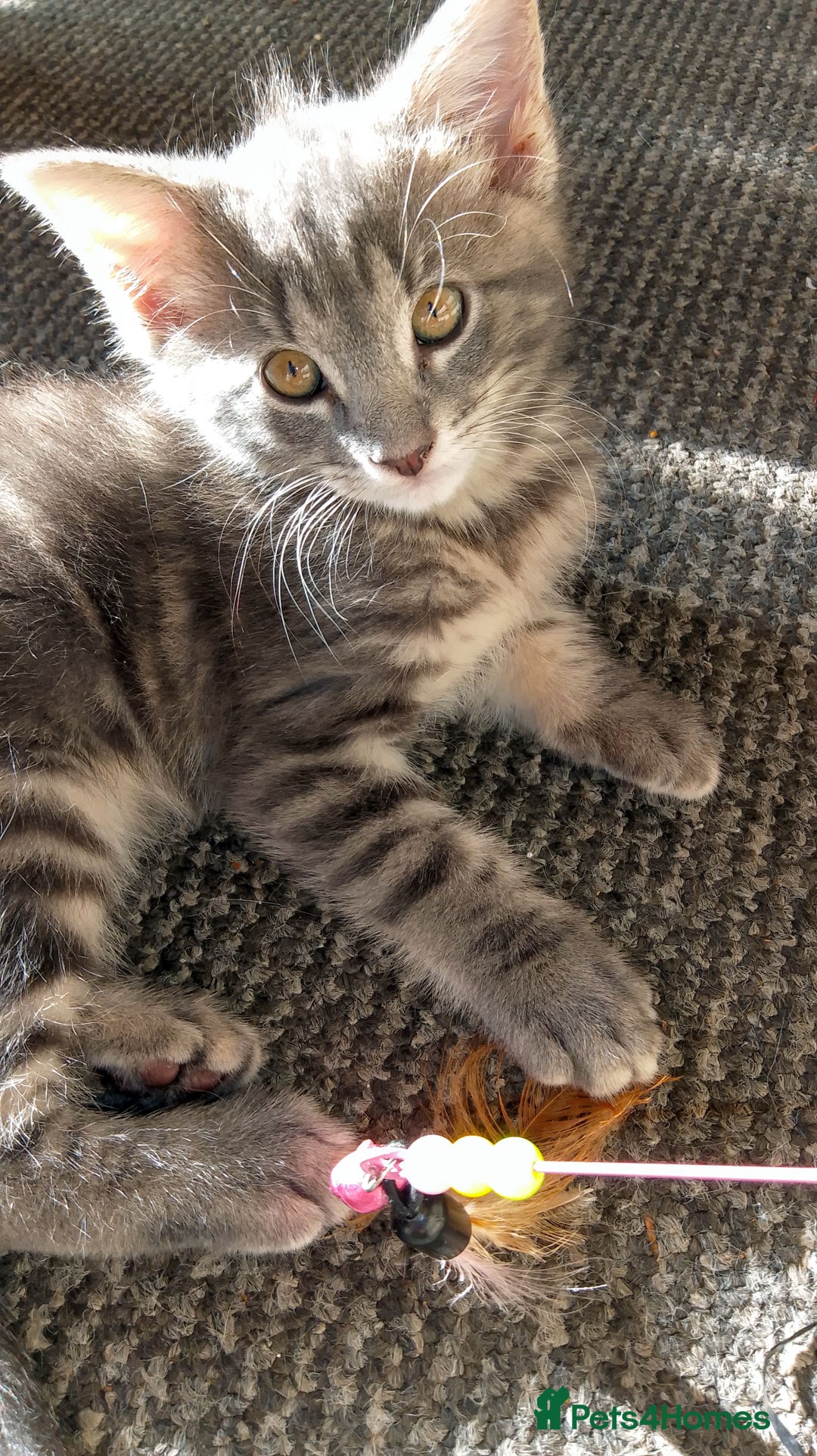 Mixed Breed cats for sale: Norwegian forest/black Bengal  - Image 13
