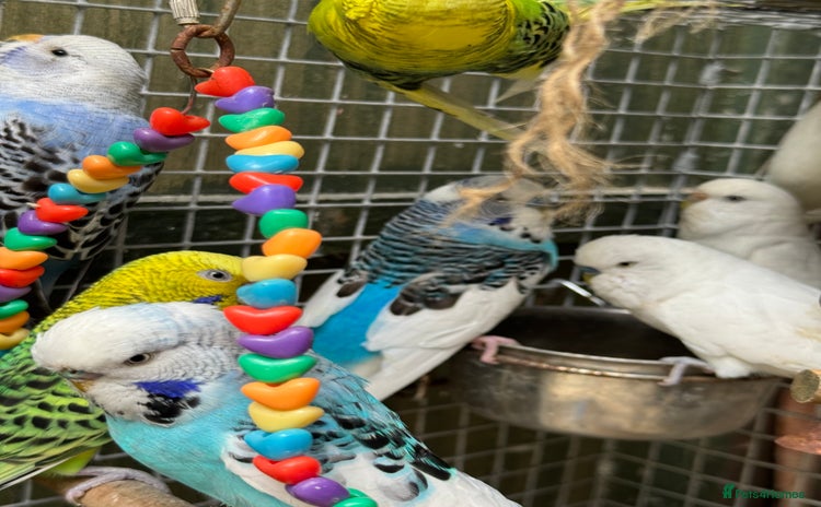 Budgerigars birds - Advert 2