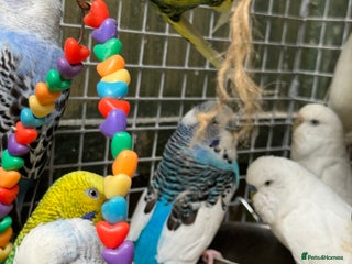 Budgerigars birds - Advert 25