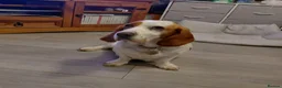 Mixed Breed dogs for sale: Sprockerbatts Springer Basset Cocker cross puppies in Templecombe - Advert 7