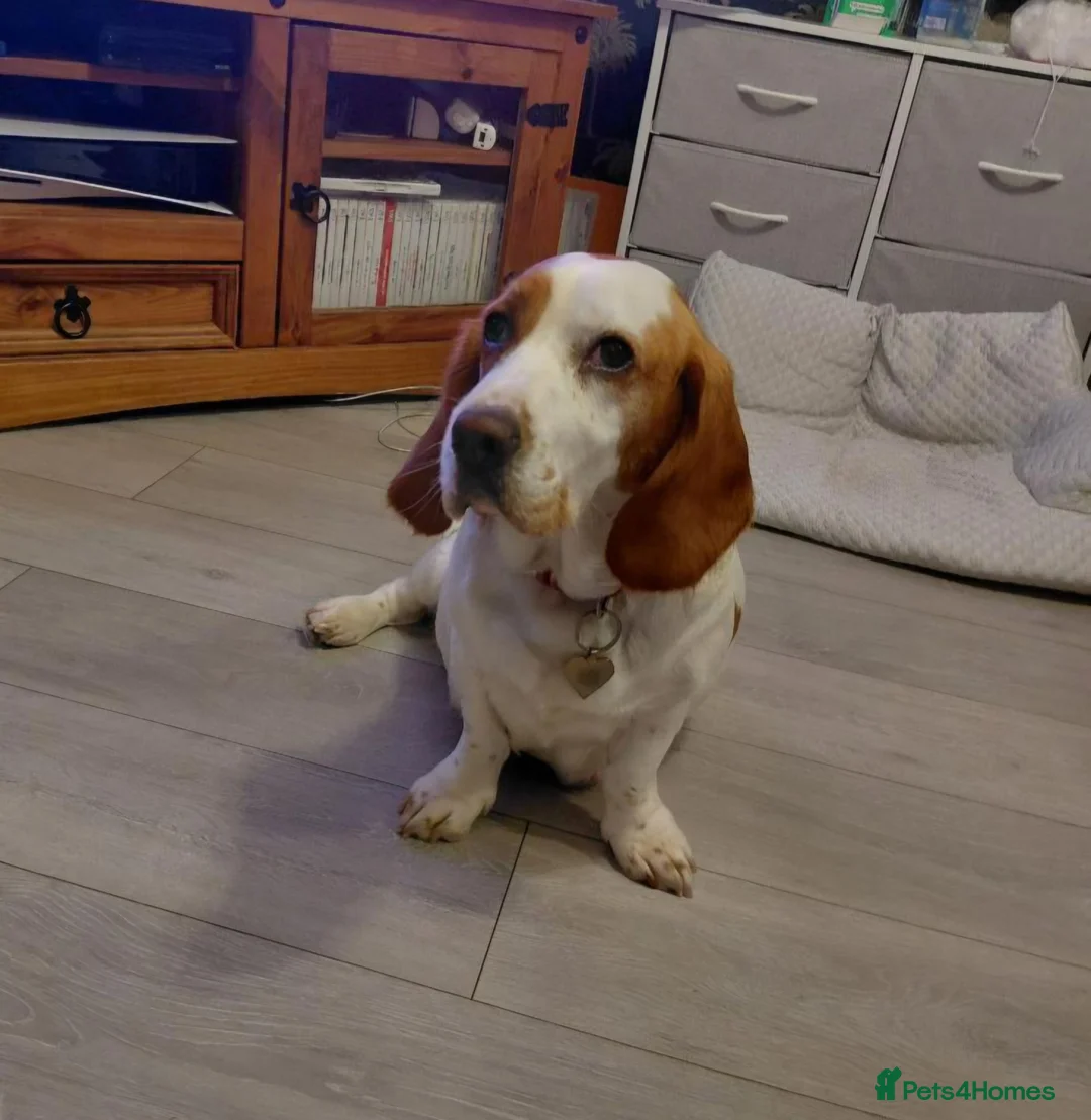 Mixed Breed dogs for sale: Sprockerbatts Springer Basset Cocker cross puppies in Templecombe - Advert 7
