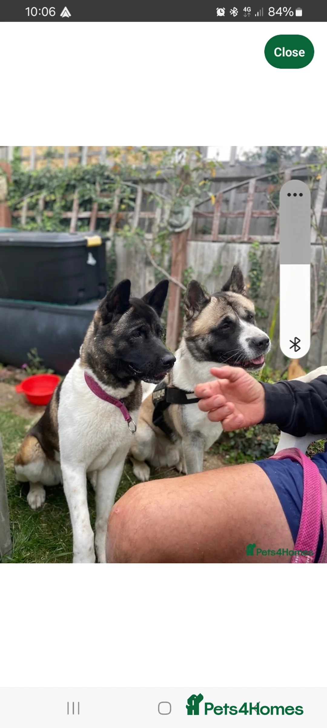 Akita dogs for sale: American akita  - Advert 4