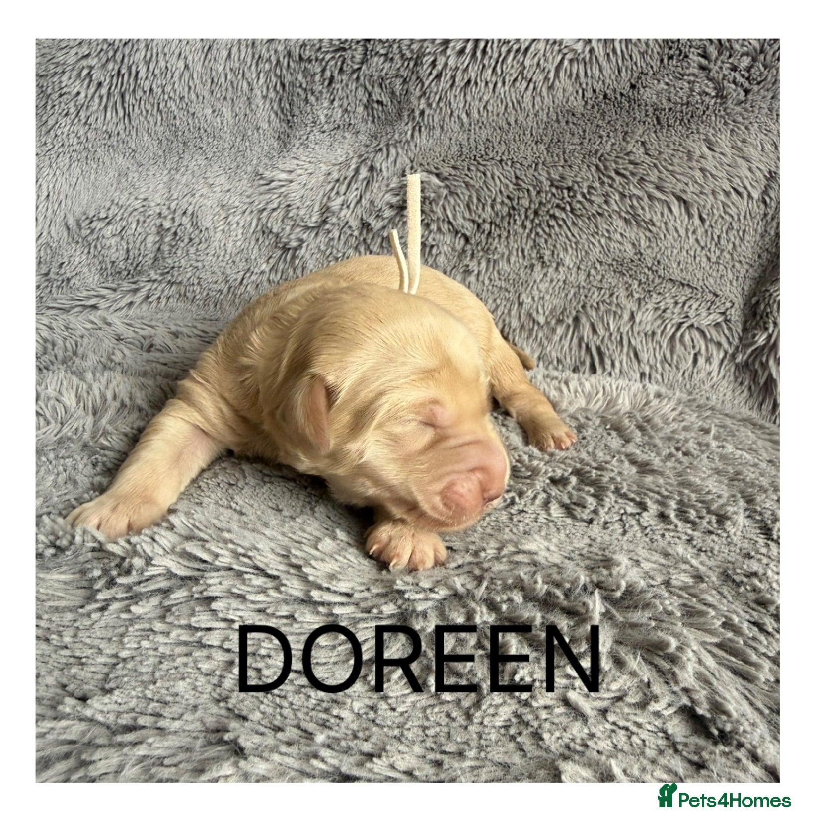 Mixed Breed dogs Multigeneration Cream/Apricot Double Doodles  - Advert 2