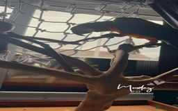 Macaws birds for sale: Harlequin macaw No Time Wasters!!!! - Advert 5