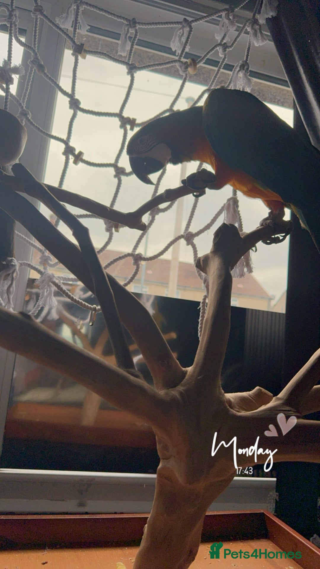 Macaws birds for sale: Harlequin macaw No Time Wasters!!!! - Advert 5