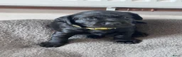 Labrador Retriever dogs for sale: KC Registered beautiful working labrador puppies in Oldham - Advert 22
