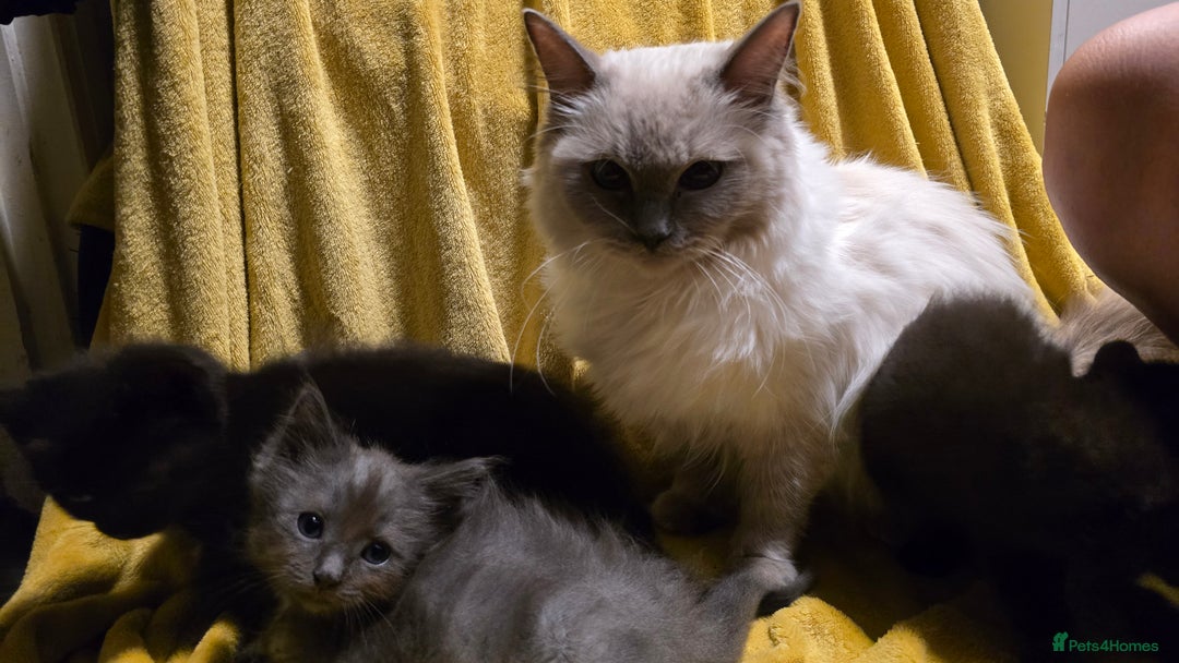 Mixed Breed cats for sale: Beautiful half ragdoll kittens - Image 9