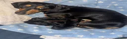 Dachshund dogs for sale: 4 stunning dachshund puppies - Advert 2
