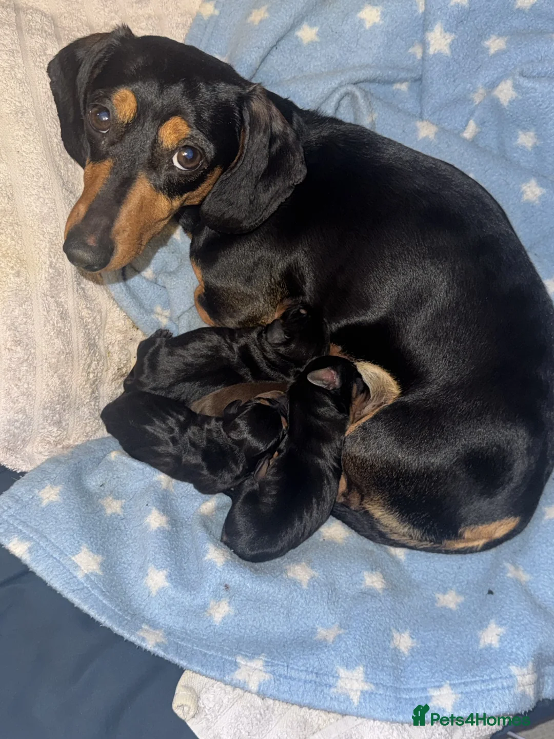 Dachshund dogs for sale: 4 stunning dachshund puppies - Advert 2