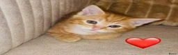 Mixed Breed cats for sale: Friendly and playful kittens  in Liverpool - Advert 3