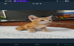 Mixed Breed cats for sale: Mixed kittens - Image 5