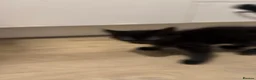 Norwegian Forest Cat cats for sale: 3 kittens - Advert 13