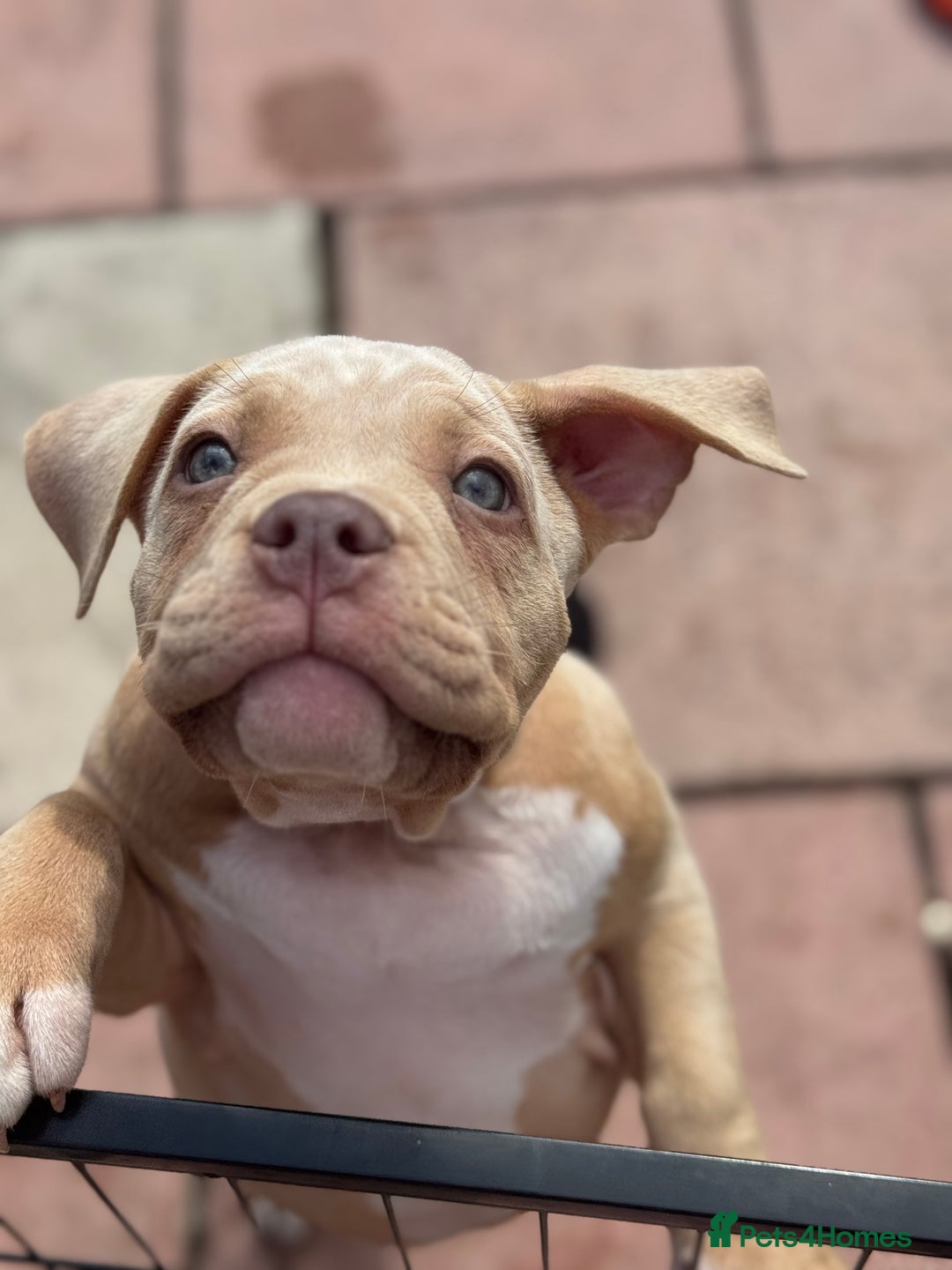 American Bully dogs for sale: Pocket bully female GREAT bloodline READY to leave - Image 8