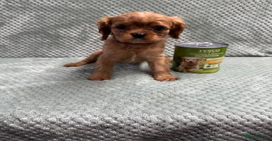 Cavalier King Charles Spaniel dogs - Advert 4