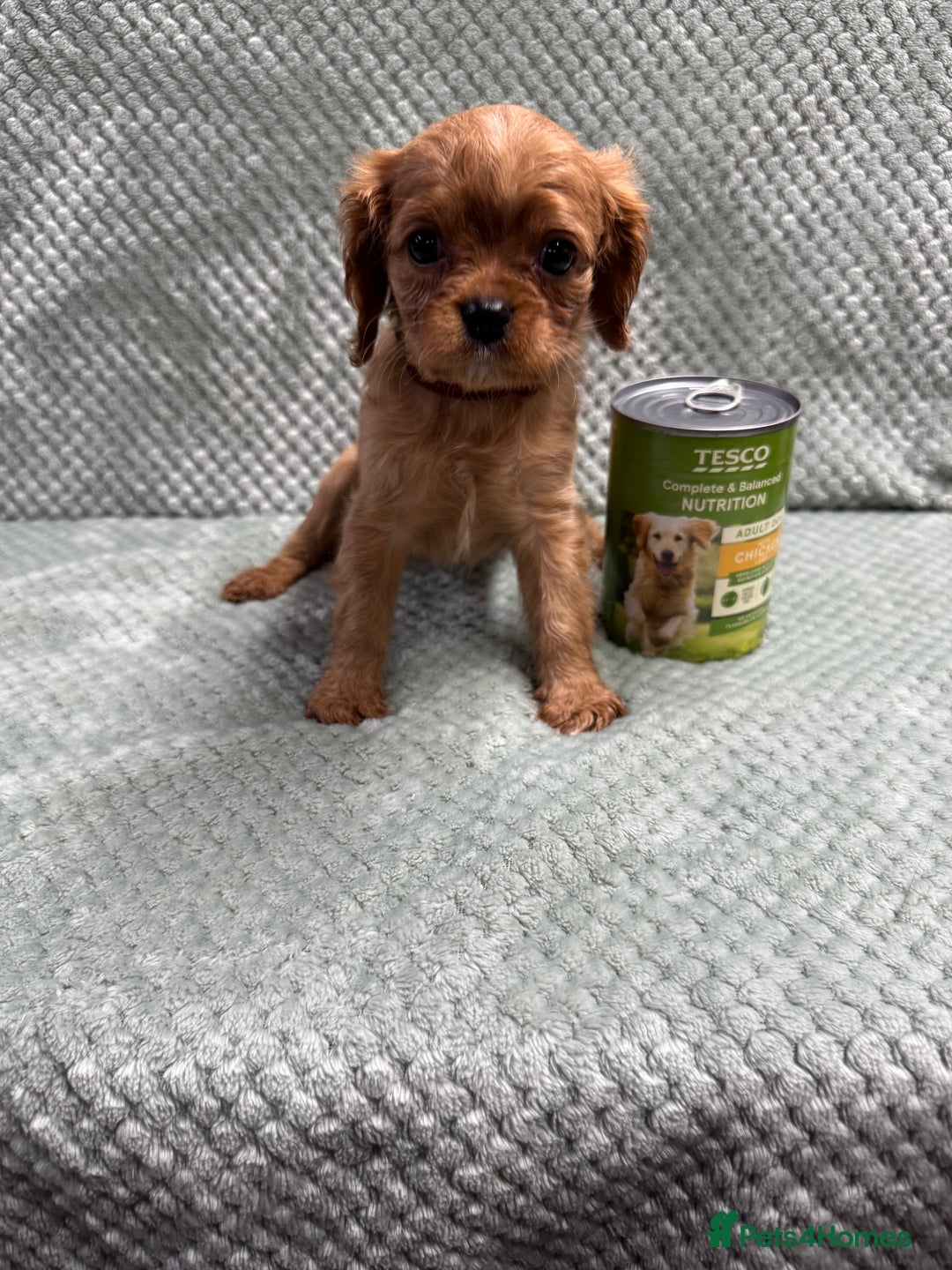 Cavalier King Charles Spaniel dogs for sale: Cavalier King Charles pups  - Image 3