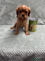 Cavalier King Charles Spaniel dogs - Advert 4