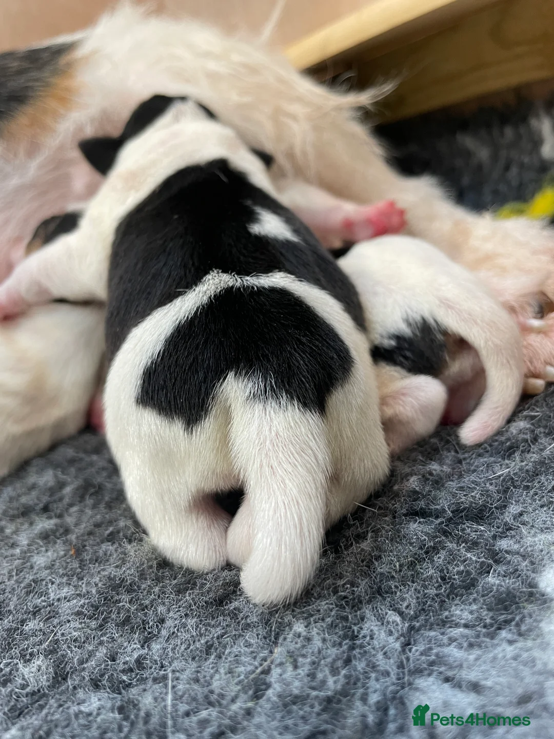 Parson Russell dogs for sale: Parson Terrier Puppies - rough coated - Advert 9