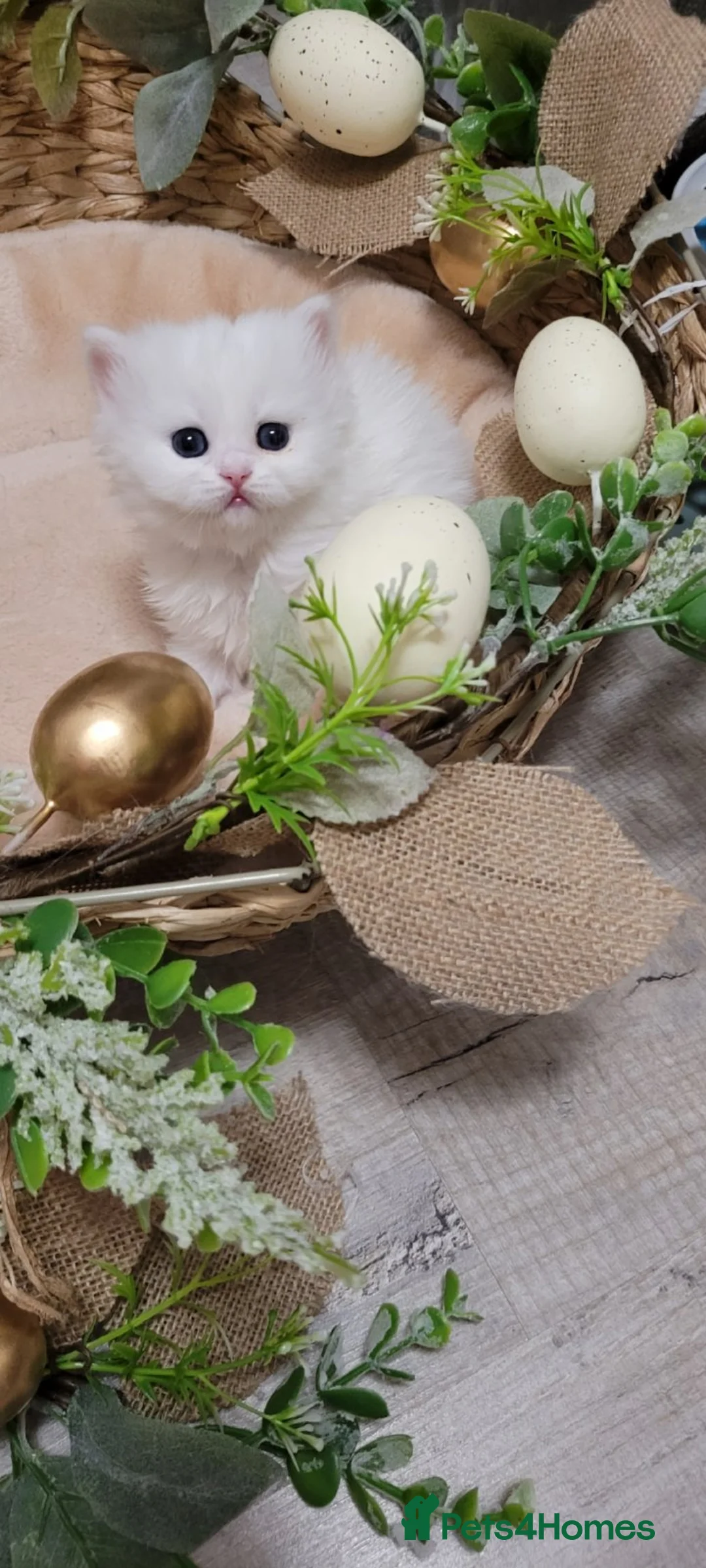 British Longhair cats for sale: British Longhair and Shorthair. Pure white.HEALTHY - Advert 2