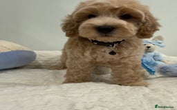 Cockapoo dogs for sale: Stunning sable, roan, parti f1. Full dna clear  - Image 8