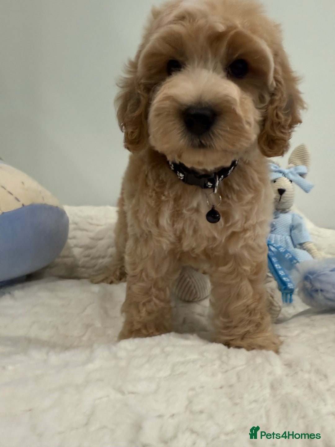Cockapoo dogs for sale: Stunning sable, roan, parti f1. Full dna clear  - Image 8
