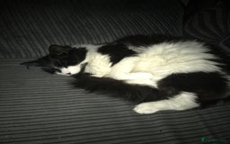 British Longhair cats for sale: Cat for rehoming - Image 3
