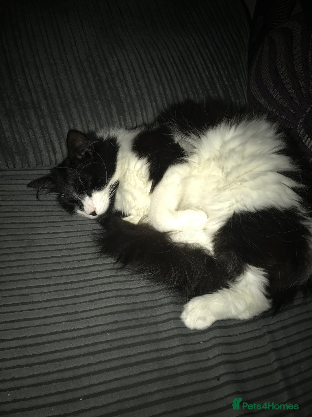 British Longhair cats for sale: Cat for rehoming - Image 3