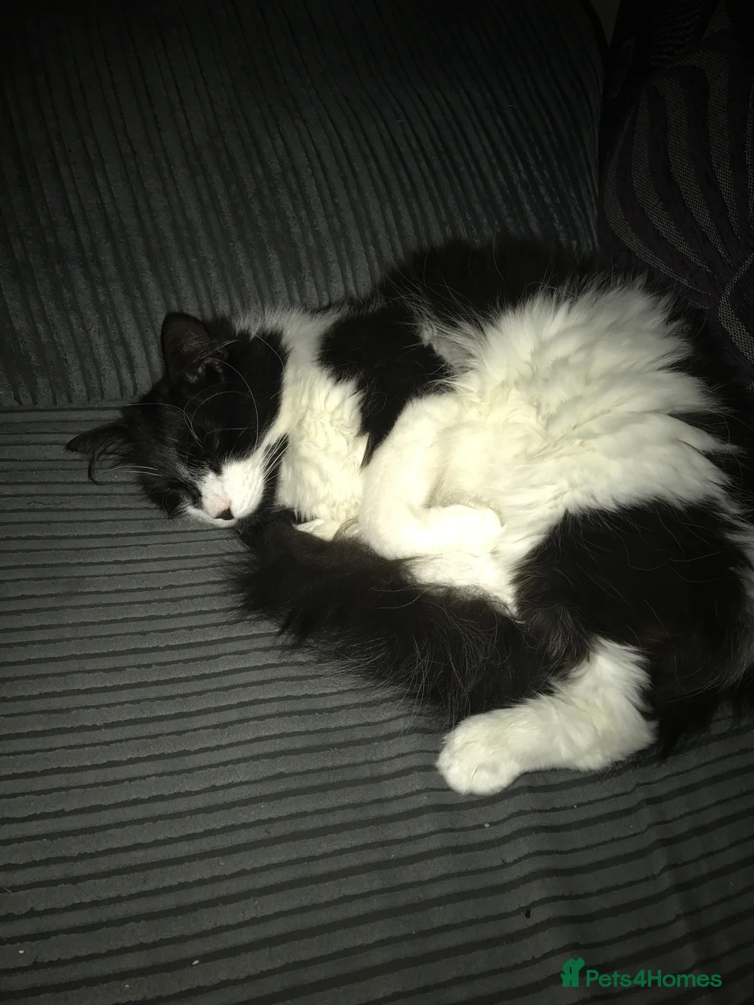 British Longhair cats for sale: Cat for rehoming - Advert 3