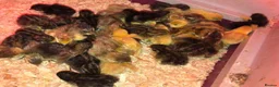 Quail poultry for sale: CHINESE PAINTED BUTTON QUAILS EGGS ! - Advert 25