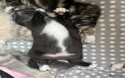 British Shorthair cats for sale: Beautiful British shorthair kitty!! - Image 16