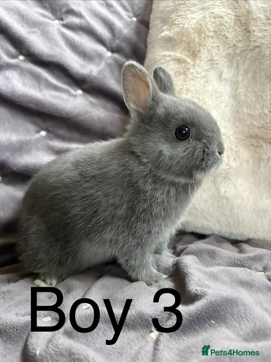 Netherland Dwarf rabbits for sale: Pure bred Netherland Dwarfs (vaccinated) - Advert 7