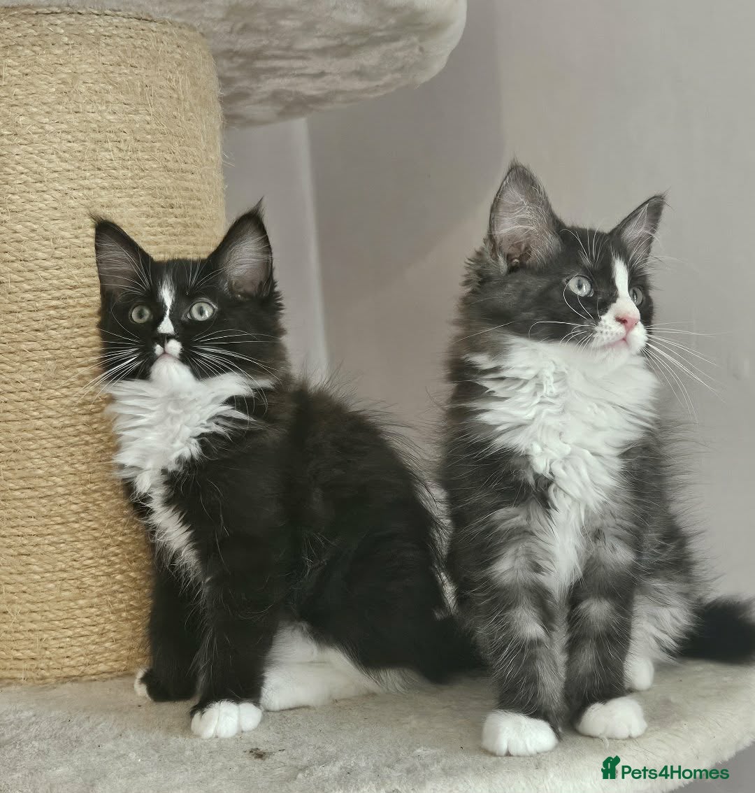 Ragcoon cats Fabulous mainecoon cross ragdoll - Advert 5