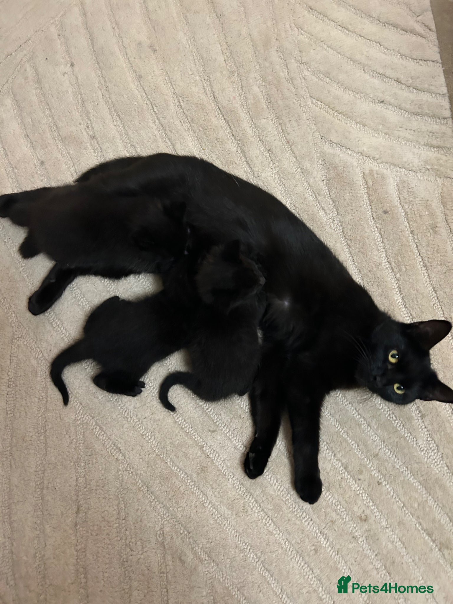 Mixed Breed cats Black kittens for sale - 2 boys & 1 girl  - Advert 3
