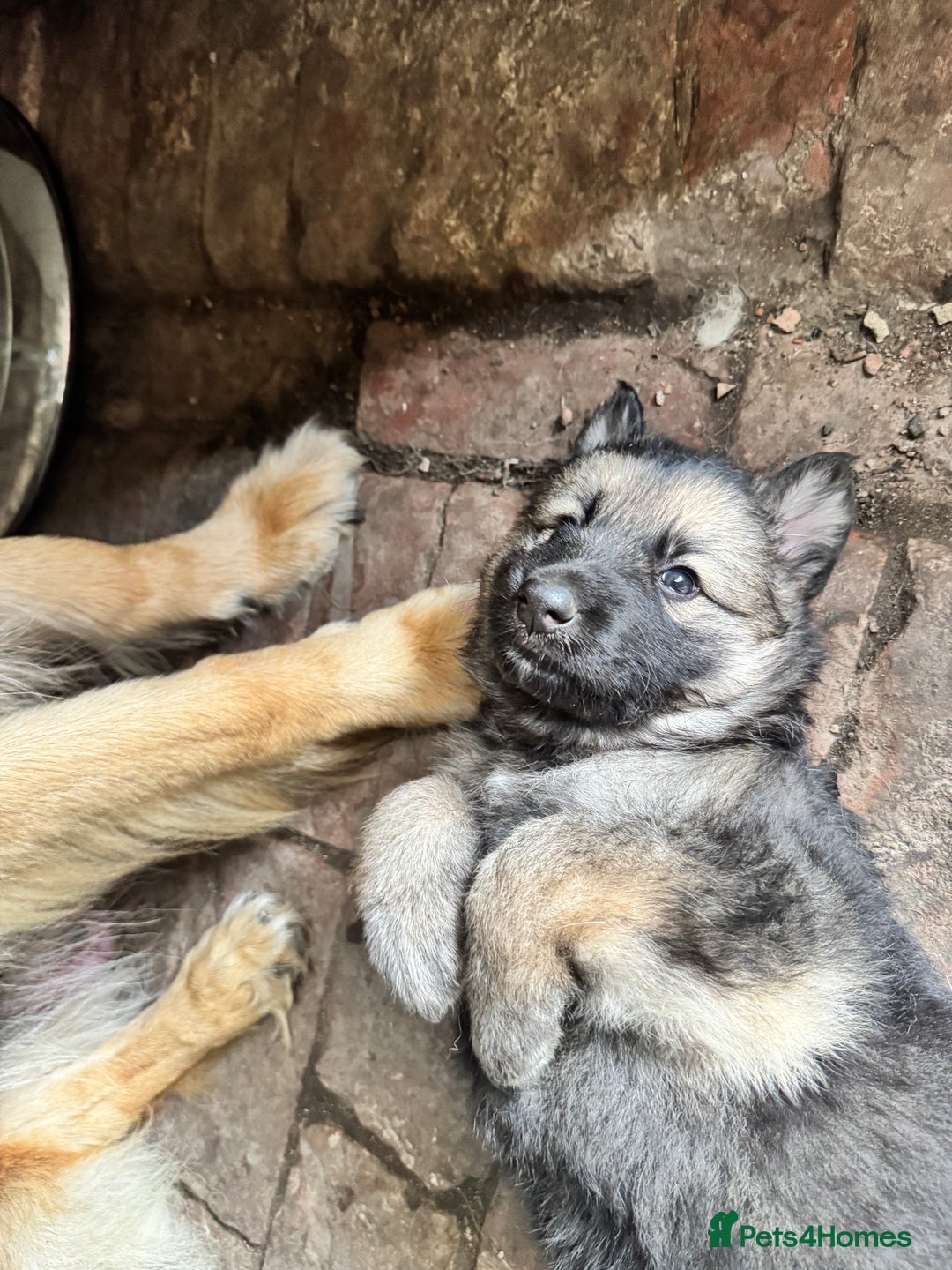 German Shepherd dogs for sale: German shepherd puppies  - Image 14