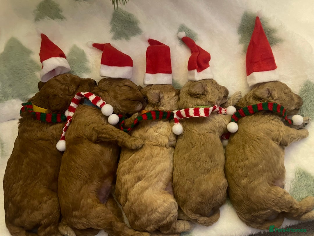 Miniature Poodle dogs for sale: Beautiful Miniature Poodle Puppies   - Advert 8