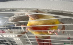 Conures birds for sale: Conures  - Image 3