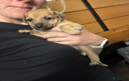 Mixed Breed dogs for sale: Whippet * patterdale  - Image 5