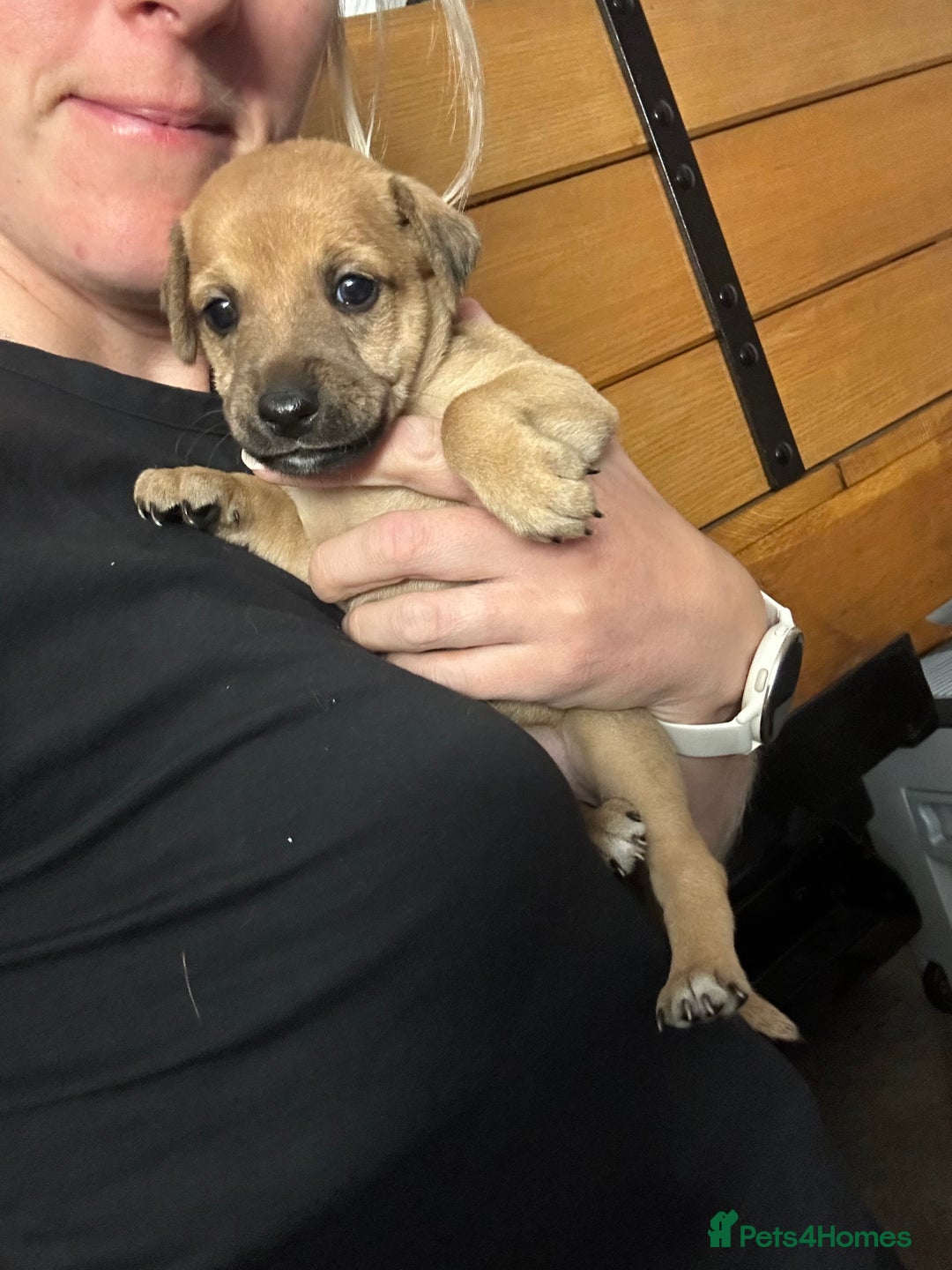 Mixed Breed dogs for sale: Whippet * patterdale  - Image 5