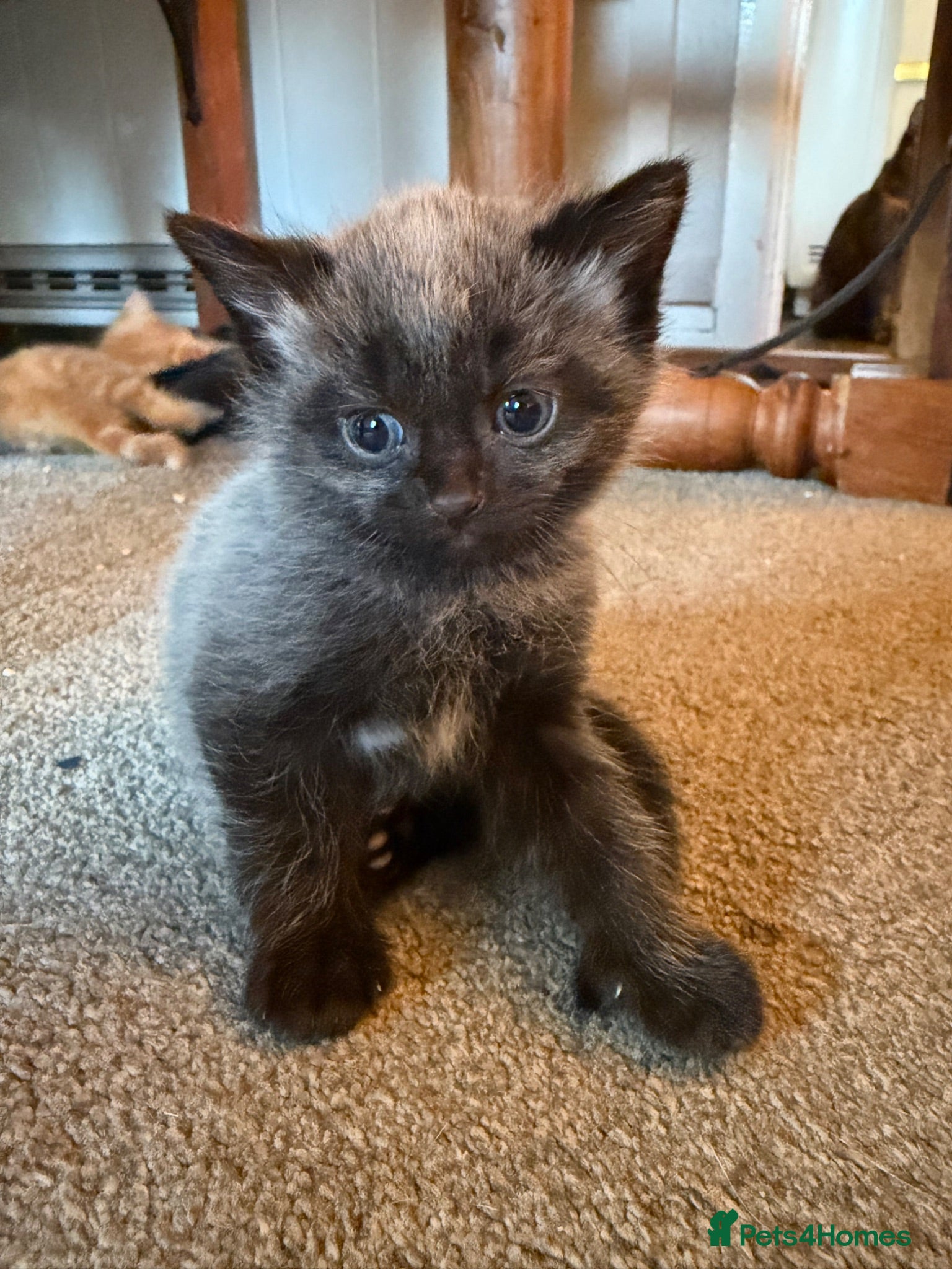 Mixed Breed cats Beautiful coloured part maincoon babies - Advert 10