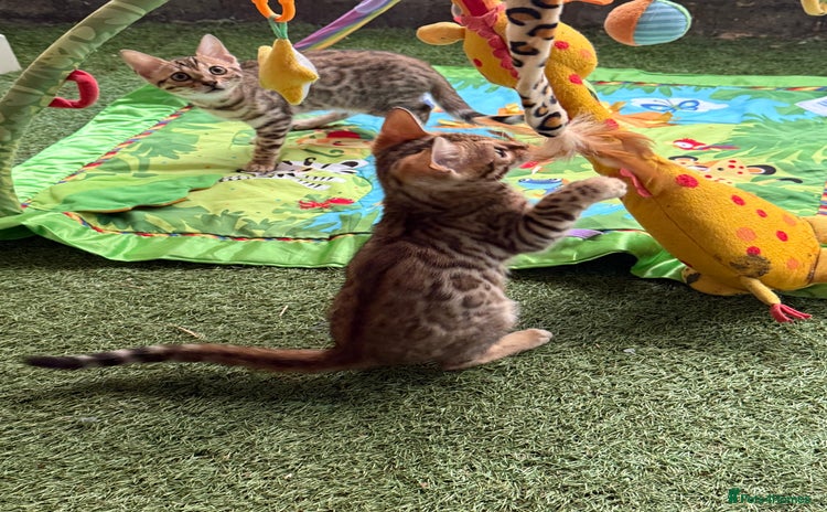 Bengal cats - Advert 6