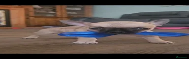 Chihuahua 1