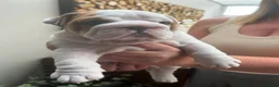 English Bulldog dogs for sale: Excellent Pedigree KC Reg British Bulldog Puppies  - Advert 5