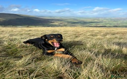 Huntaway dogs for sale: CHUNKY HUNTAWAY PUPPIES FOR SALE  - Image 15