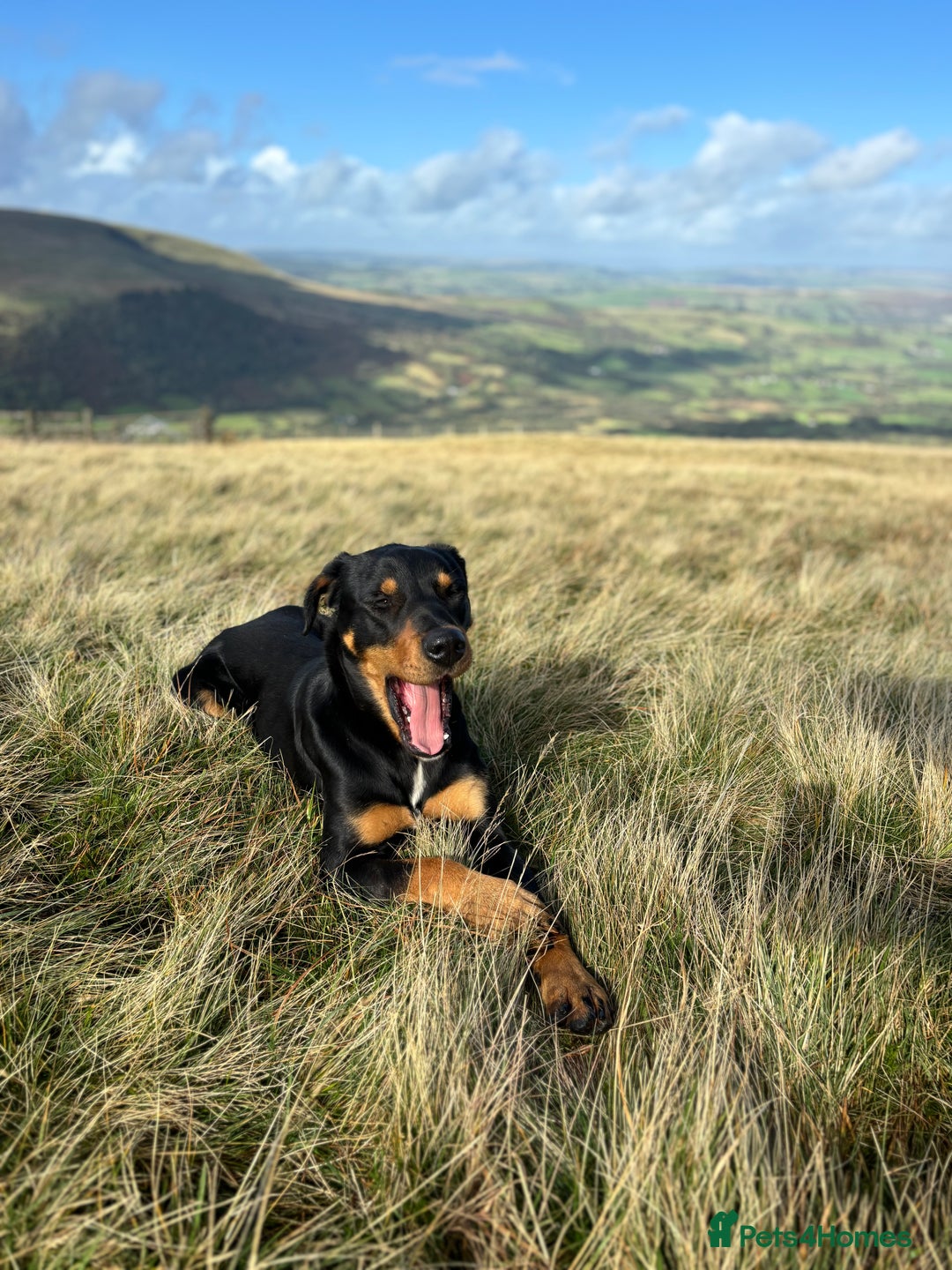 Huntaway dogs for sale: CHUNKY HUNTAWAY PUPPIES FOR SALE  - Image 15