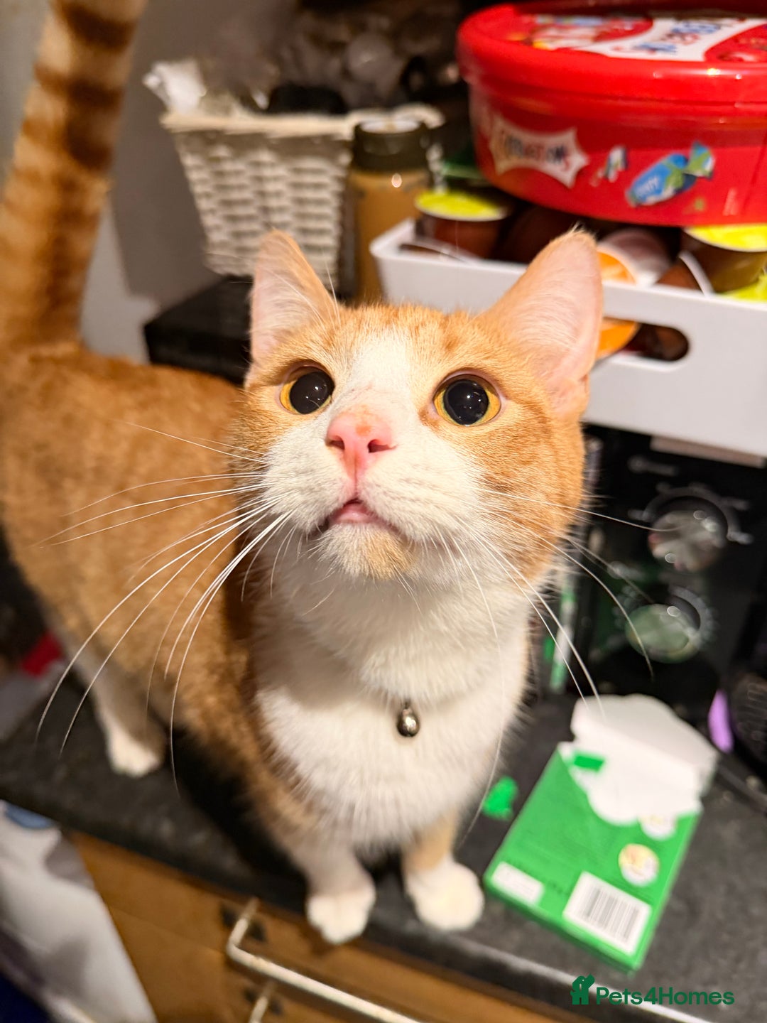 Mixed Breed cats for sale: Young Ginger & White Male Cat - Advert 1