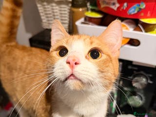 Mixed Breed cats Young Ginger & White Male Cat - Advert 1