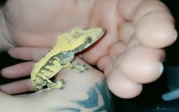 Gecko reptiles for sale: Crested  - Image 12