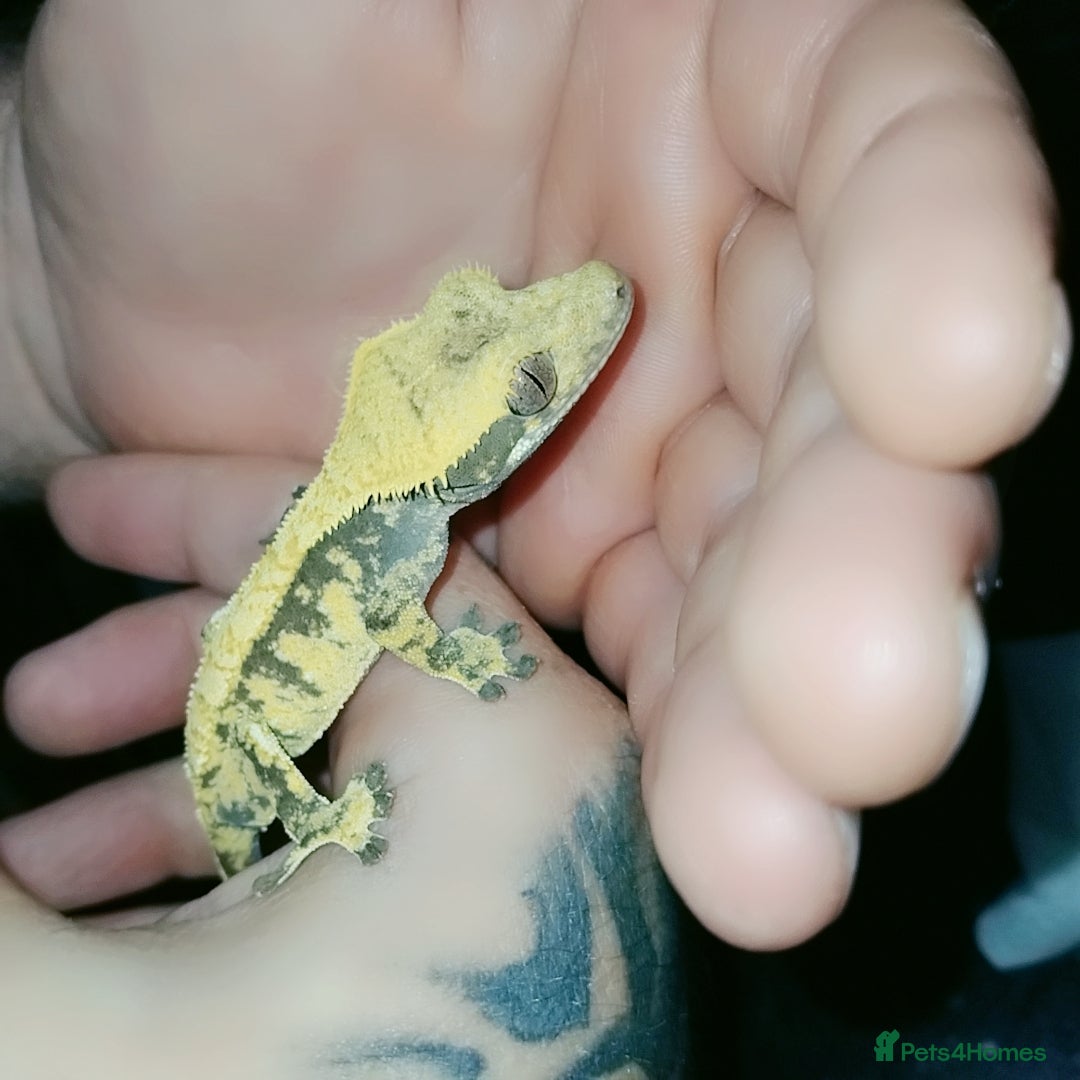 Gecko reptiles for sale: Crested  - Image 12