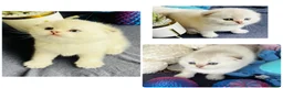 Scottish Fold cats for sale: Pedigree TICA registered boy kittens  - Advert 4
