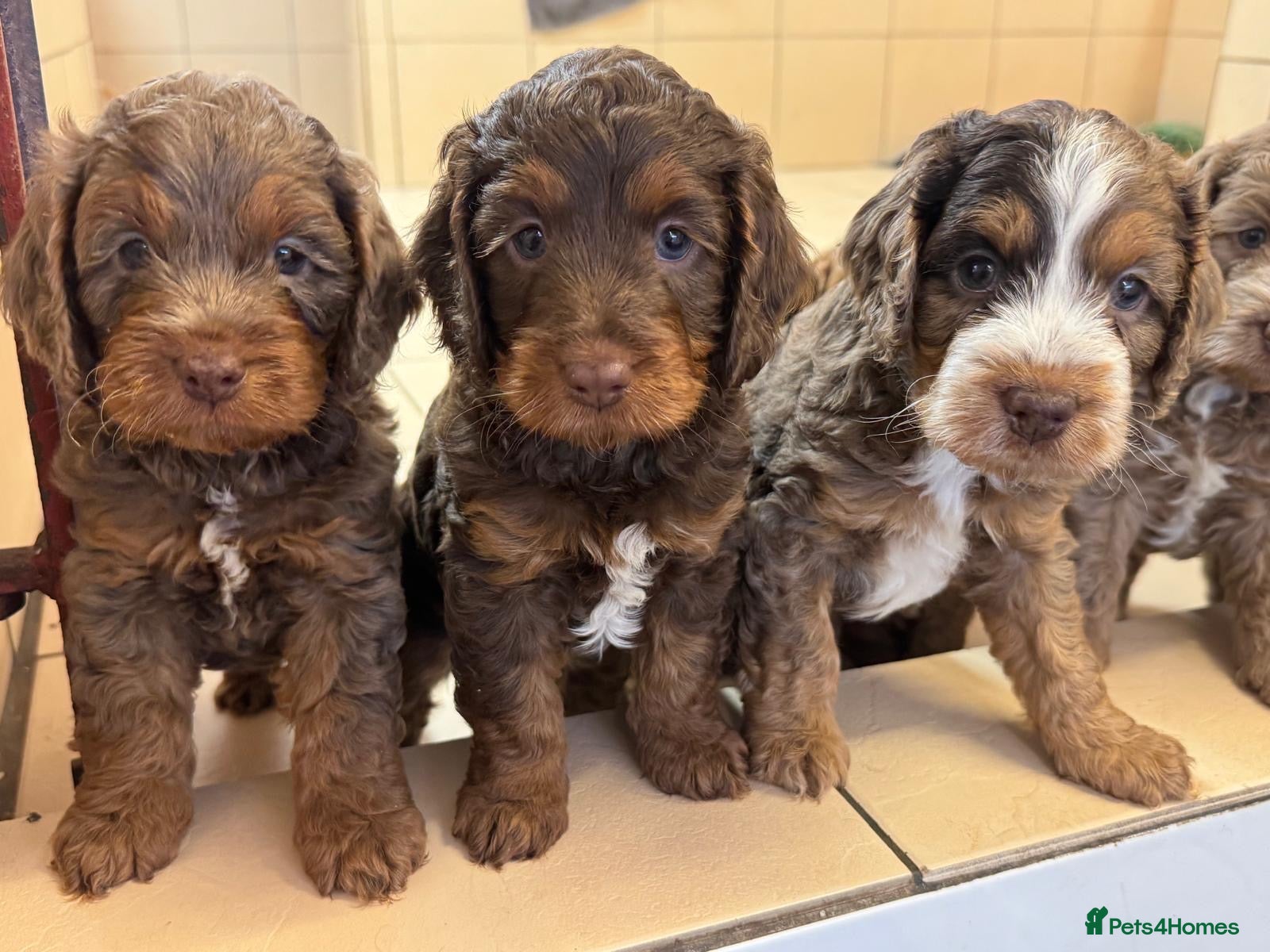 Cockapoo dogs Stunning F1 cockapoos  - Advert 6