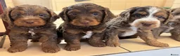 Cockapoo dogs for sale: Stunning F1 cockapoos  - Advert 3